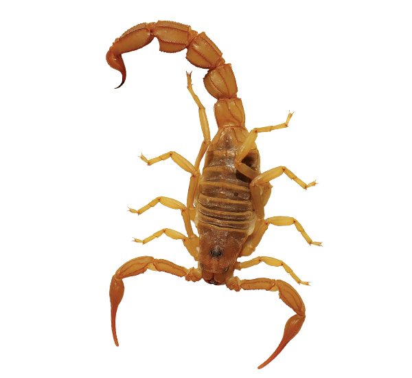 Deathstalker scorpion (Leiurus quinquestriatus)