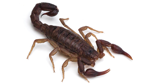 Southern devil scorpion (Vaejovis carolinianus) [Image:  epantha / iStock / Getty Images Plus / Getty Images]