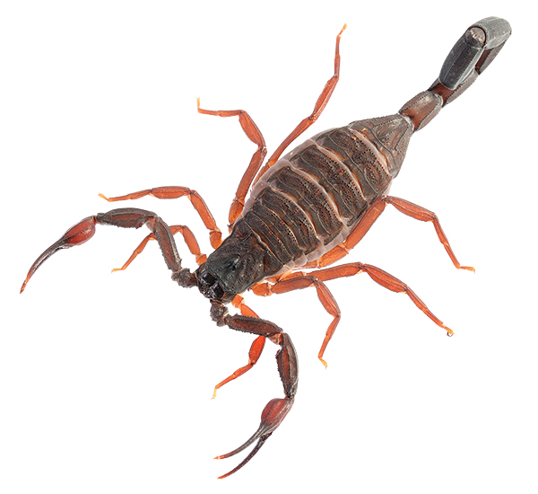 Florida bark scorpion (Centruroides gracilis)