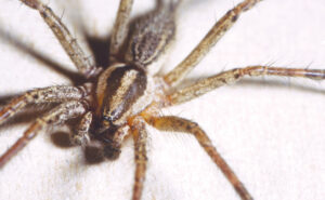 Grass spider (Agelenopsis naevia) (Photo: Gene White)
