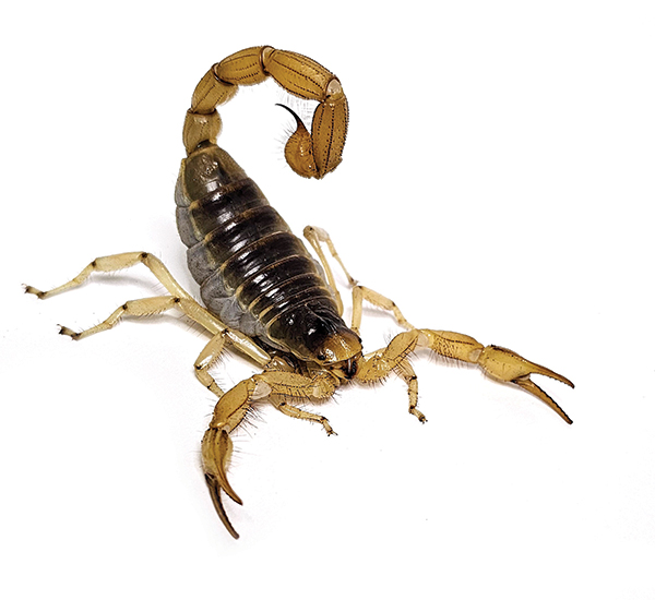 Arizona giant desert hairy scorpion (Hadrurus arizonensis)