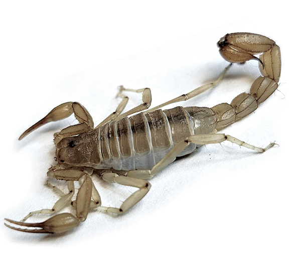 Stripe-tailed scorpion (Paravaejovis spinigerus