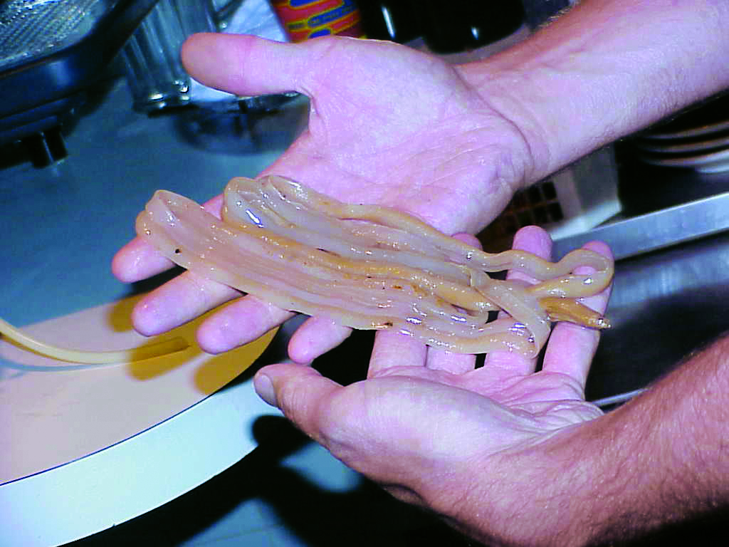 Note how these three photos of a sugar snake differ in size and color from that of Fig. 1 on p. 38. The differences are thanks to the drain, the food ingredients and the other components that comprise the biofilm.