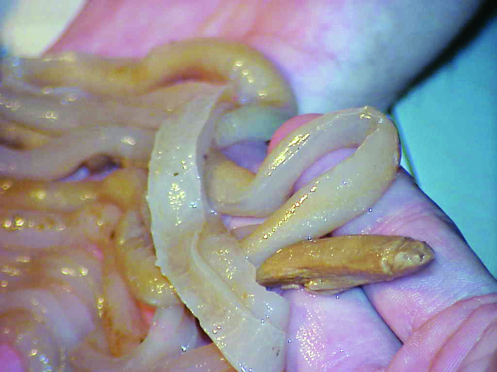 Note how these three photos of a sugar snake differ in size and color from that of Fig. 1 on p. 38. The differences are thanks to the drain, the food ingredients and the other components that comprise the biofilm.