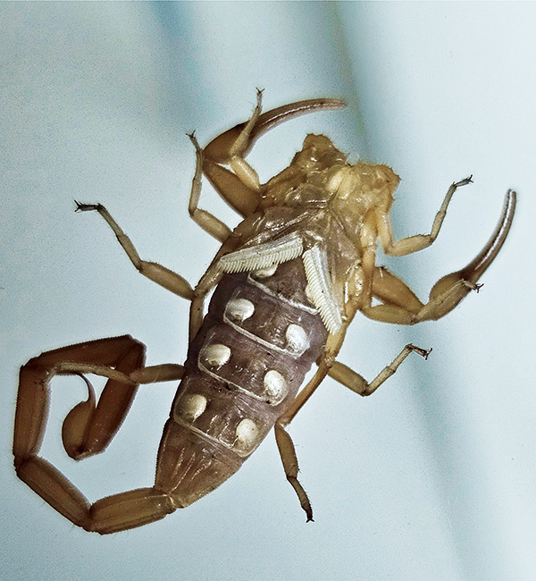 Fig. 1. Four pairs of spiracles (yellow spots) run the length of the mesosoma below the paired pectines on this Arizona bark scorpion. [Image: BOB GILBERT, BCE, PHE, Blue Sky Pest Control]