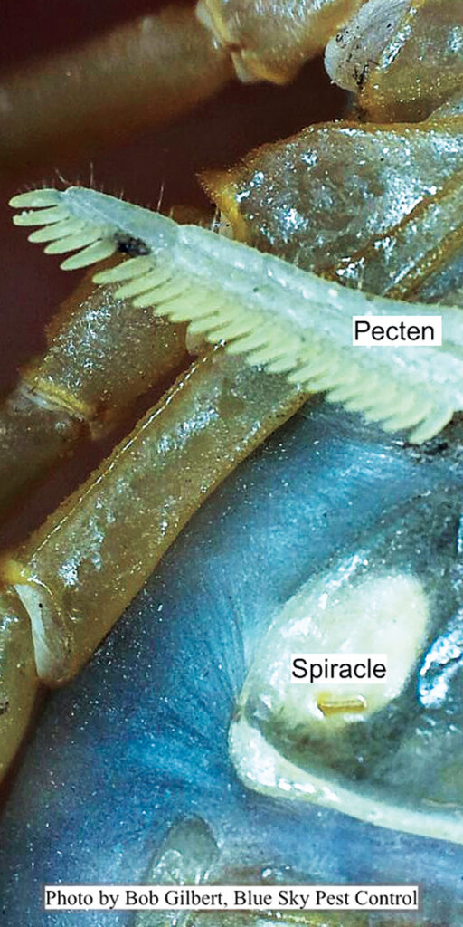 Fig. 2. Close-up of spiracle opening, or slit, visible below the pecten.[Image: BOB GILBERT, BCE, PHE, Blue Sky Pest Control]