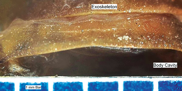 Fig. 3. Transverse cross-section through the arthrodial membrane (between segments) of the cephalothorax of the Arizona bark scorpion, showing a dorsal view of the hardened exterior layer of the exoskeleton (top) above the dark body cavity. The scale at the bottom shows 1-millimeter-wide blue bars.[Image: BOB GILBERT, BCE, PHE, Blue Sky Pest Control]