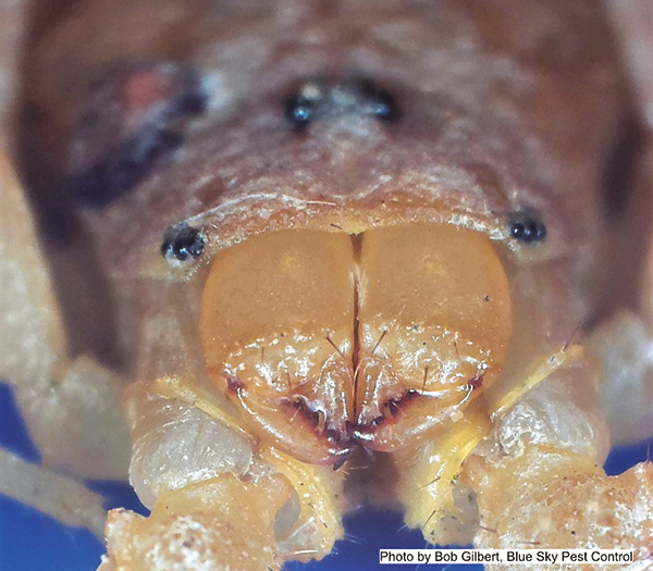 Fig. 4. Anterior (face) view of an Arizona bark scorpion, showing the thick exoskeleton.[Image: BOB GILBERT, BCE, PHE, Blue Sky Pest Control]