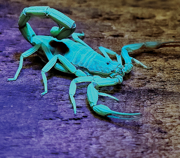 Fig. 5. An Arizona bark scorpion takes a defensive pose under ultraviolet light, showing light reactivity. [Image: BOB GILBERT, BCE, PHE, Blue Sky Pest Control]