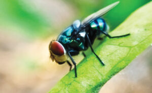 Adult New World screwworm (Cochliomyia hominivorax) (Photo: Lidya Elfa Sari / iStock / Getty Images Plus Getty Images)