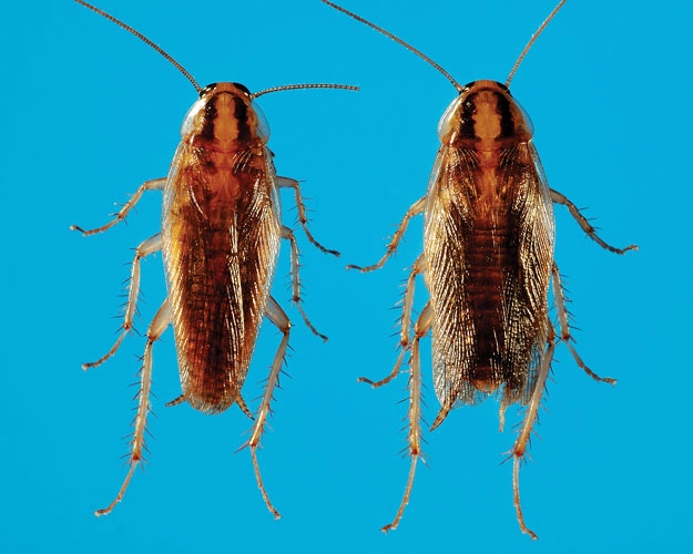 Did you know? First identified in Lakeland, Fla., in 1986, the Asian cockroach (Blattella asahinai, male at left, female at right) was initially mistaken for the German cockroach (B. germanica) — until its strong flight and attraction to light gave it away. (Source: University Of Florida; Photo: © Gene White)