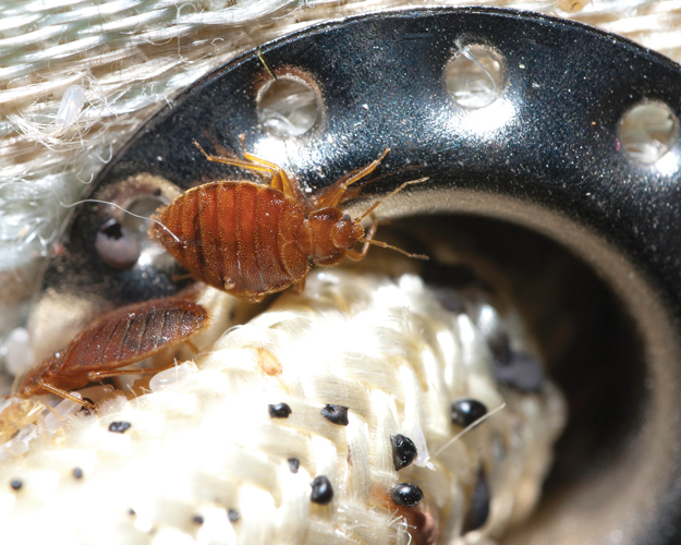 These bed bugs set up housekeeping near a mattress handle grommet. (Photo © Gene White)