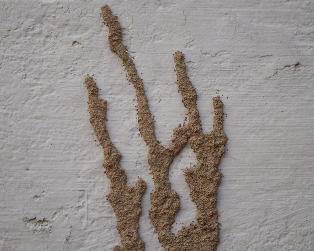 These mud tubes were built by subterranean termites as protected “highways” for their colony. (Photo: Bahadur Ali / istock / Getty Images plus / Getty Images)