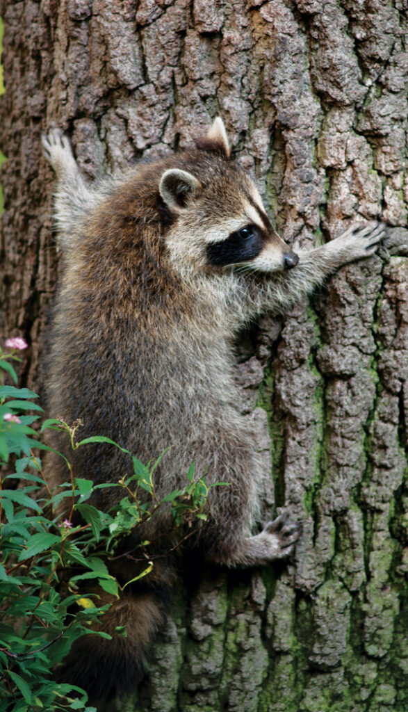 North American raccoon
(Procyon lotor). (PHOTO: GENE WHITE)