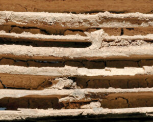Subterranean termite damage with soil in soft wood. (Photo: © Gene White)