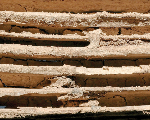 Subterranean termite damage with soil in soft wood. (Photo: © Gene White)
